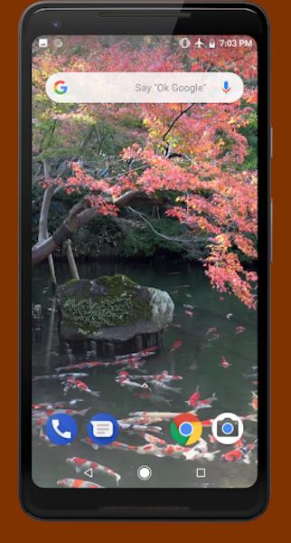 Japanese Koi Pond 4K Video LWP Captura de pantalla 3